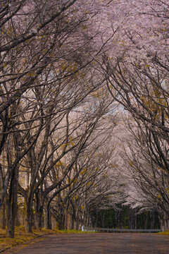 春のお花見満開