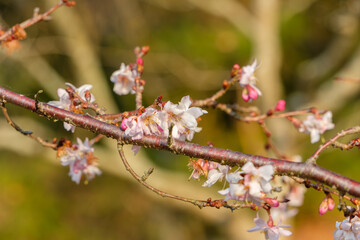 冬に咲く十月桜の花
