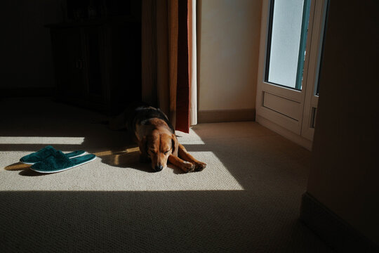 Dog enjoys sunrays while laying in room close to hotel slippers