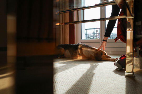 Pov portrait of woman bending down to caress dog&rsquo;s head