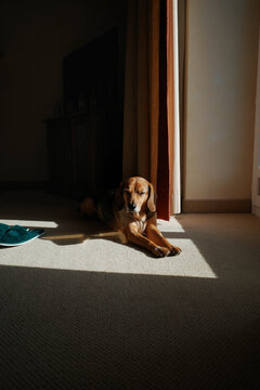 Dog enjoying sun in shady room while laying close to slippers on floor