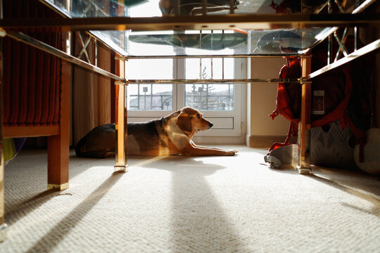Dog lies in the sun in hotel room