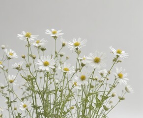 Fototapeta premium Delicate white wildflowers against a pristine white background , photography, field