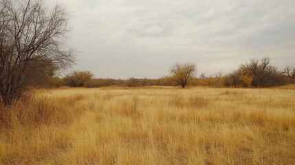 Open field under a cloudy sky