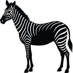 silhouette of a zebra standing alert on white 