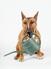 A bull terrier with a watering can on a white background.