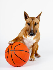 Bull terrier with a ball on a white background.