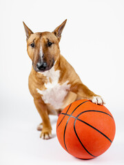 Bull terrier with a ball on a white background.