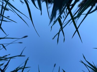 Grashalme und der blaue Himmel