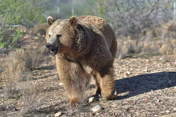 massive impressive formidable brown bear in an open meadow