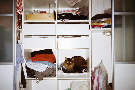 Cat relaxing on a pile of clothes inside a bedroom closet