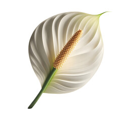 Fototapeta premium Peace lily flower stock photo: elegant white spathiphyllum blossom close up view on transparent background