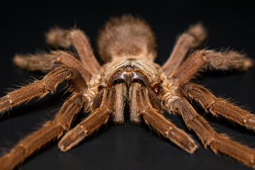 Asian Fawn tarantula (Chilobrachys huahini), Close-up brown tarantula on black background
