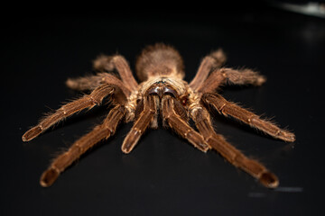 Asian Fawn tarantula (Chilobrachys huahini), Close-up brown tarantula on black background