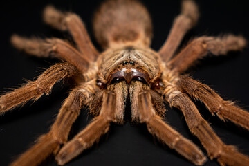 Asian Fawn tarantula (Chilobrachys huahini), Close-up brown tarantula on black background