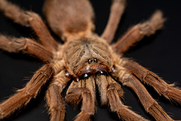 Asian Fawn tarantula (Chilobrachys huahini), Close-up brown tarantula on black background