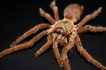 Asian Fawn tarantula (Chilobrachys huahini), Close-up brown tarantula on black background