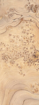 Macro photo of wood cross section Wood grain texture background