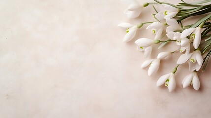 Bunch of White Snowdrop Flowers Blooming on Beige Textured Background for Floral Design
