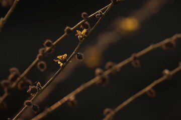 Small yellow flower on plant. Selective focus. Nature concept.