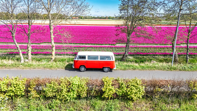 Aerial drone view of tulip fields in spring season, bulbfields and tulips blossoming in springtime, colorful flowers and old fashioned bus background, Lisse, South Holland, the Netherlands