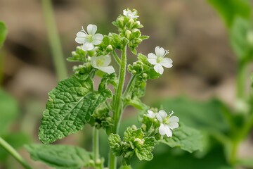 Closeup Plant With Small White Flowers, Five Petals and Green Leaves in Nature