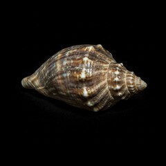 brown and white seashell on black background  closeup macro photography