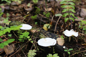 Fungi, Samoa