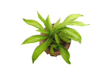 Top view of lush green potted plant with vibrant leaves on black background, cut out
