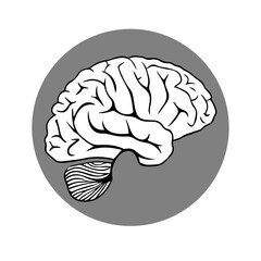 human brain vector illustration
