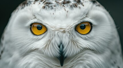 Fototapeta premium Close-up of a majestic snowy owl with piercing yellow eyes, detailed feathers, beak, and intense gaze in a natural outdoor setting du daytime