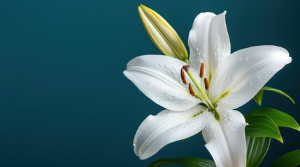 Obraz premium Close-up of a beautifully detailed white lily flower with delicate petals and vibrant green leaves against a soft teal background for floral decoration and botanical design
