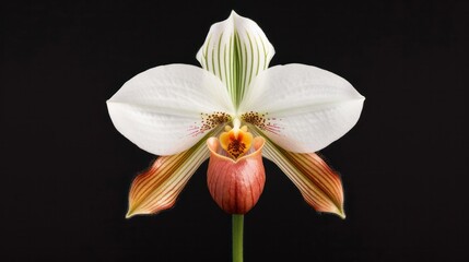 Fototapeta premium Close-up of a beautiful white orchid flower with striped petals and a pink lip against a black background showcasing detailed natural floral beauty and intricate petal patterns