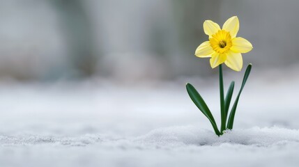 Single yellow daffodil flower blooming outdoors on snow-covered ground with blurred background, vibrant sp plant growing in cold weather environment