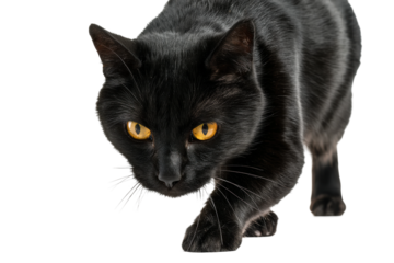 Close-up of a black cat with striking yellow eyes in stealthy pose, cut out