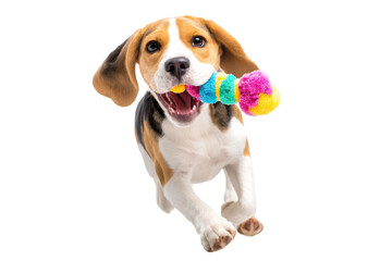 Playful beagle puppy with colorful toy running towards camera, cut out