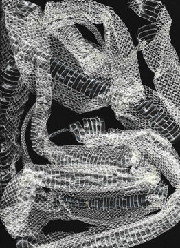 Close-Up of Translucent Shed Snake Skin