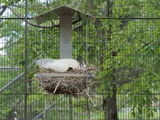 卵を温めているクロトキ