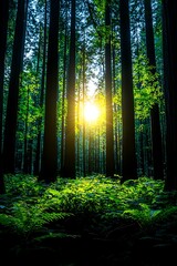 Sunlight filtering through towering trees in a lush forest