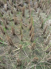 May 02, 2025 Yogyakarta City, Indonesia. Rice straw is cut after the harvest of rice grains. This...