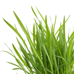 Naklejka premium green grass isolated on white background