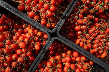 Fresh cherry tomato in black plastic crate at market