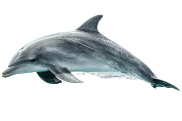 Fototapeta premium Bottlenose dolphin in motion on transparent background, cut out