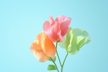 Obraz premium Three pastel colored flowers against a light blue backdrop.