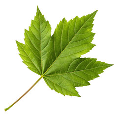 Obraz premium green leaf isolated on white