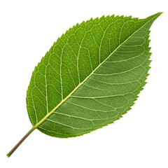 green leaf isolated on white background