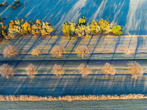 Rows of trees on the road side covered in frost