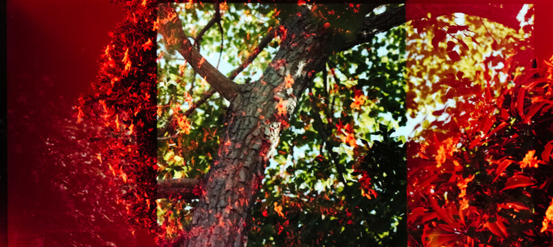Multiple exposure tree