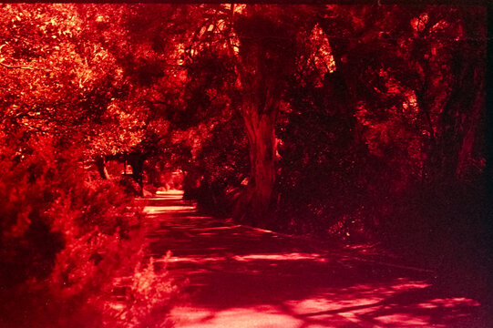 Pathway with trees in redscale