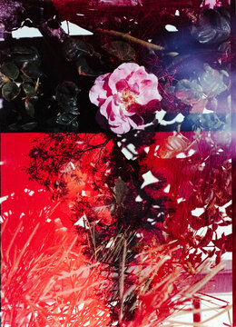 Creative pink rose double exposure